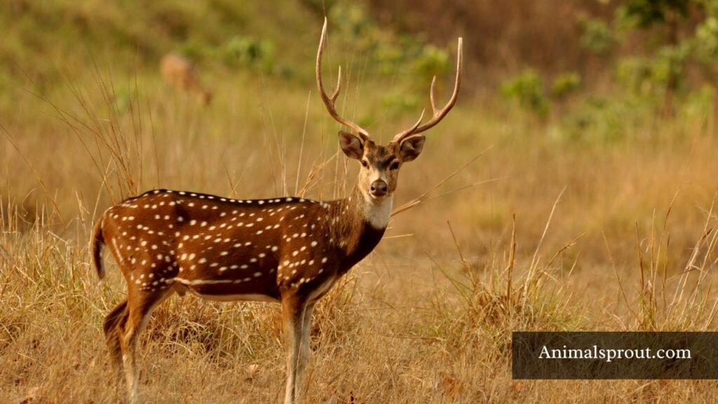 can deer eat rodents