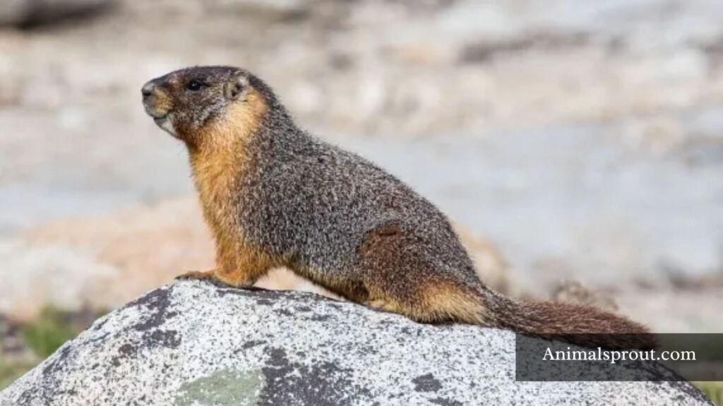 what animal whistles