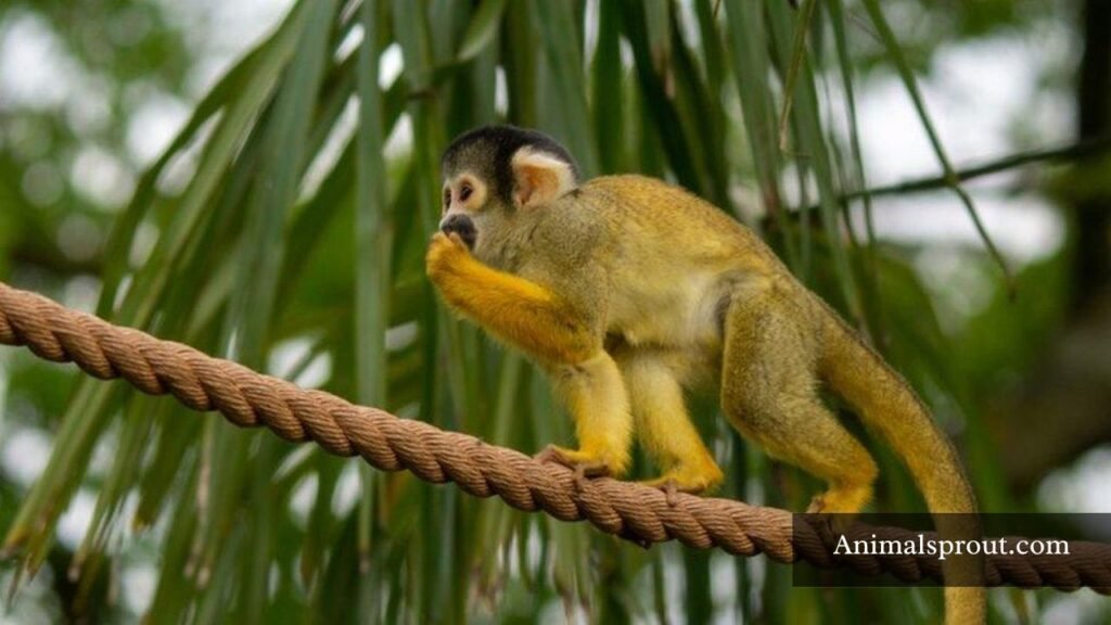 which animals eat pomegranate