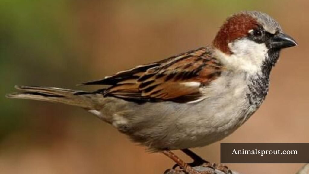 which animal like to eat pomegranate