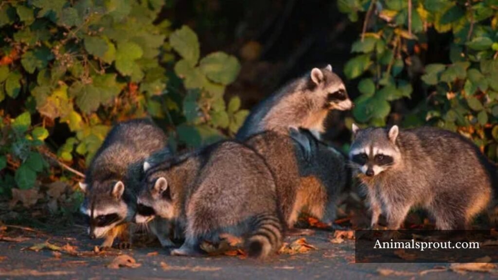 what are animals that live in groups