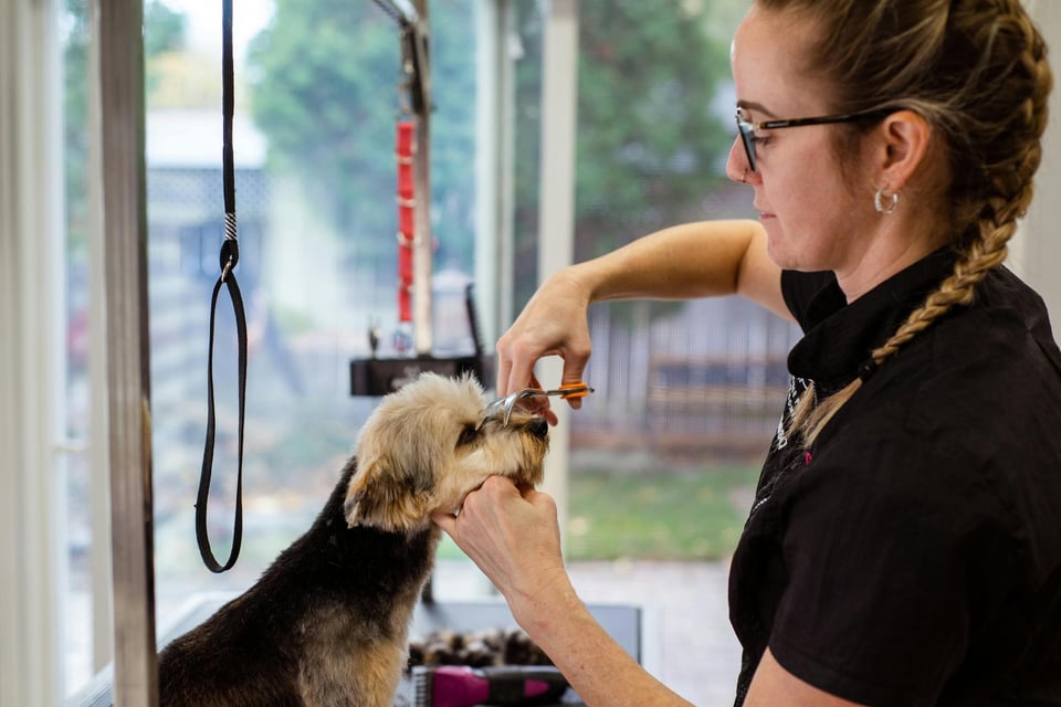 Designer Paws Salon Where Pet Grooming Meets Style and Care