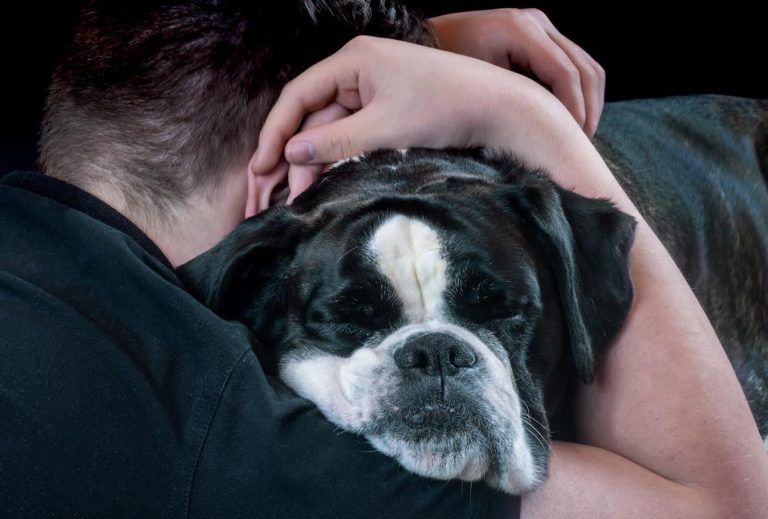 Emergency First Aid Guide for Pet Owners Handling Accidents Fast