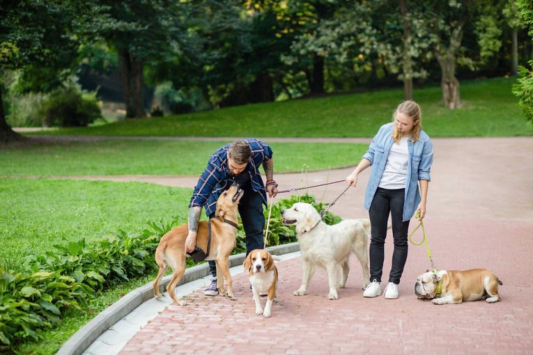 Simple Ways to Enjoy Peaceful Daily Dog Walks